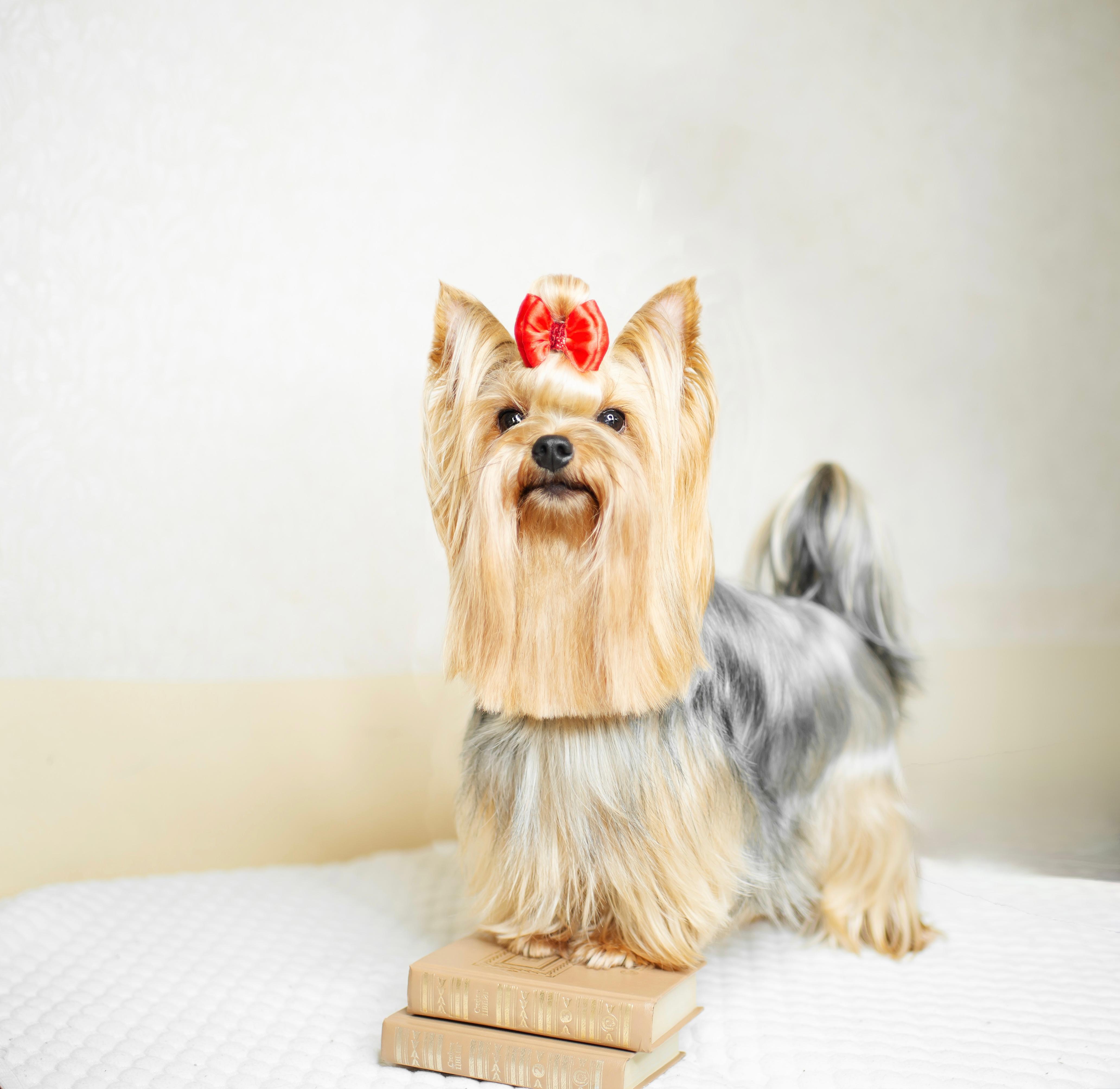 ULTRA IZ LUCHIKA LYUBVI &mdash; Labaza DogPedigree YorkshireTerrier
